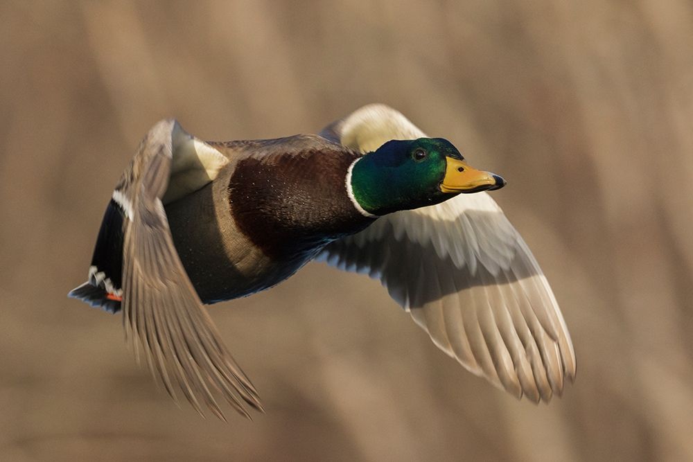 Mallard Drake in Flight